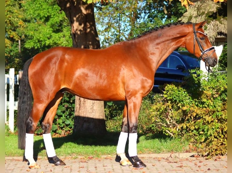 Hanoverian Gelding 4 years 16,3 hh Brown in Selsingen