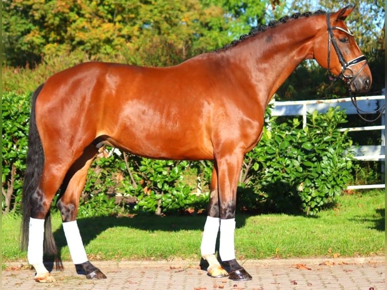 Hanoverian Gelding 4 years 16,3 hh Brown in Selsingen