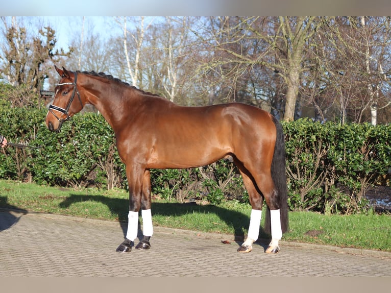 Hanoverian Gelding 4 years 16,3 hh Brown in Selsingen