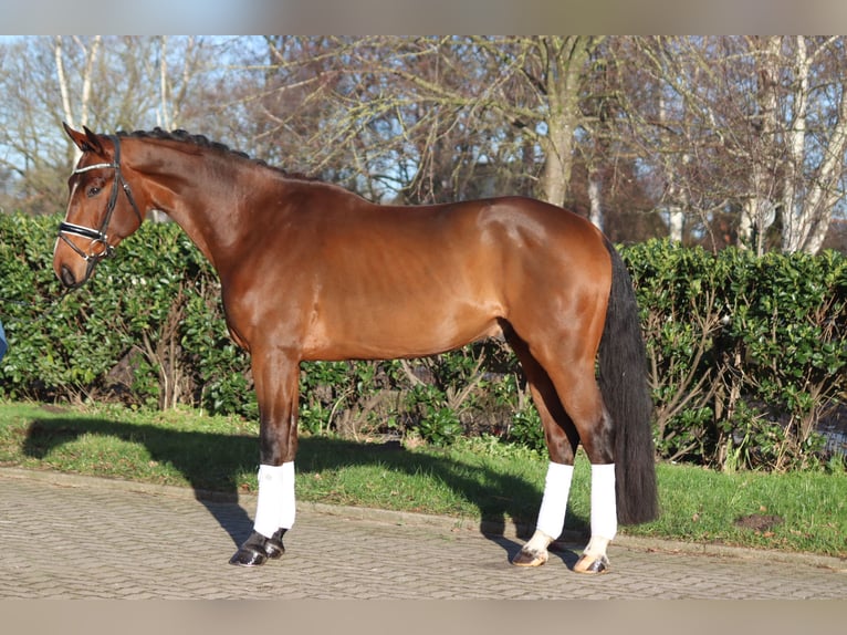 Hanoverian Gelding 4 years 16,3 hh Brown in Selsingen