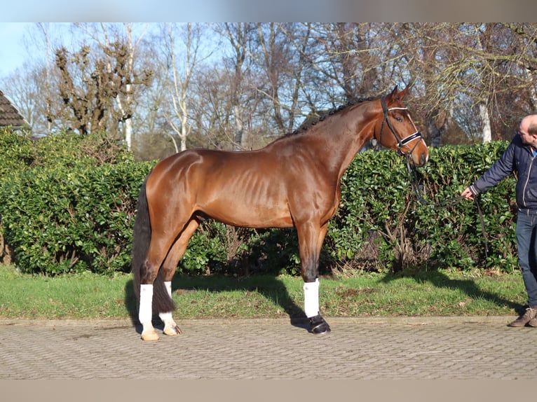 Hanoverian Gelding 4 years 16,3 hh Brown in Selsingen