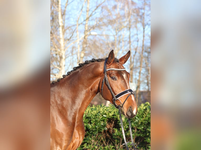 Hanoverian Gelding 4 years 16,3 hh Brown in Selsingen