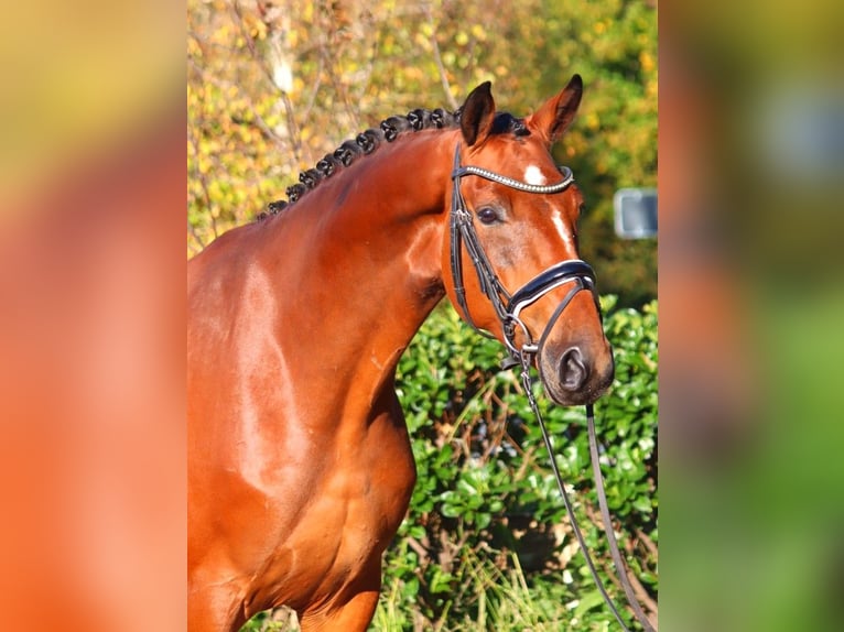 Hanoverian Gelding 4 years 16,3 hh Brown in Selsingen