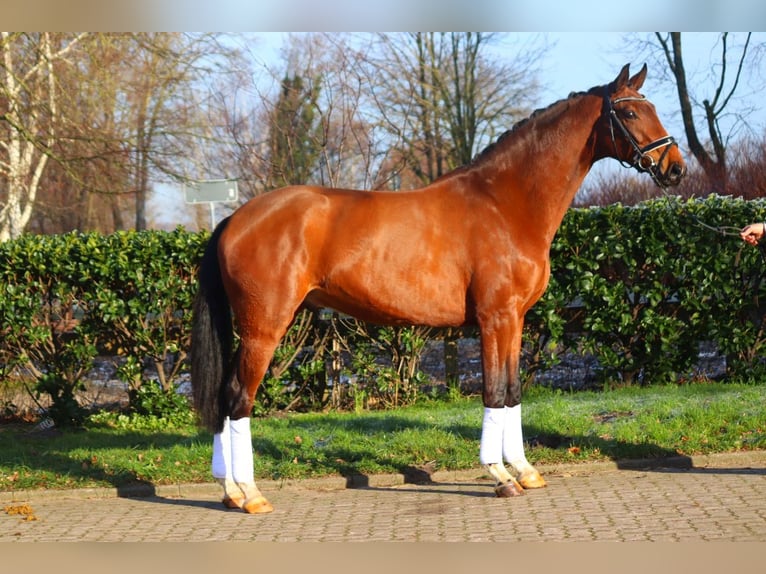 Hanoverian Gelding 4 years 16,3 hh Brown in Selsingen