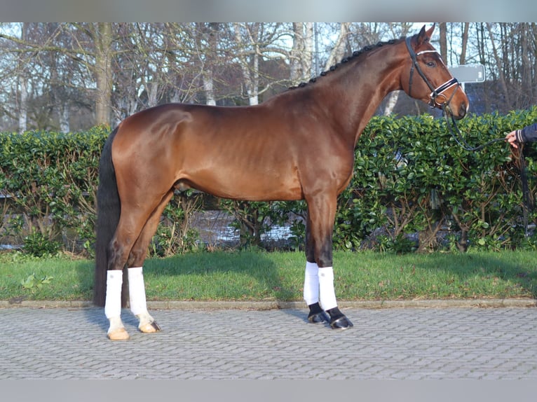 Hanoverian Gelding 4 years 16,3 hh Brown in Selsingen