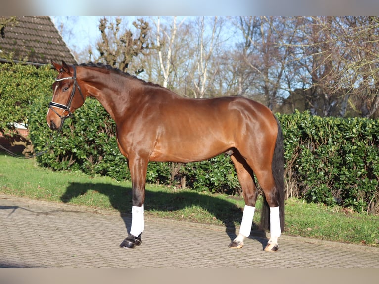 Hanoverian Gelding 4 years 16,3 hh Brown in Selsingen