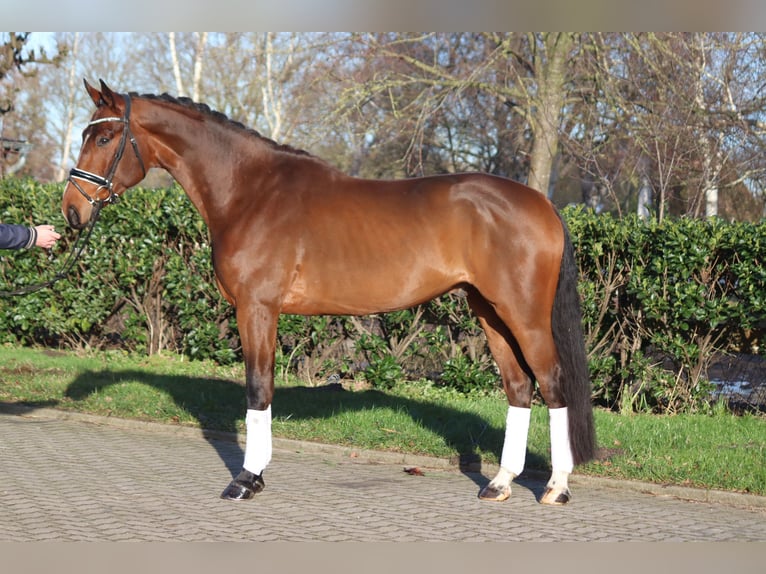 Hanoverian Gelding 4 years 16,3 hh Brown in Selsingen