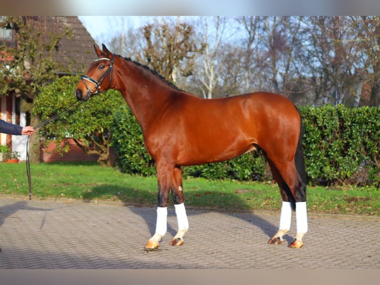 Hanoverian Gelding 4 years 16,3 hh Brown in Selsingen