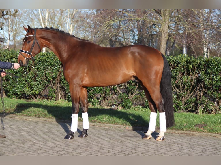 Hanoverian Gelding 4 years 16,3 hh Brown in Selsingen