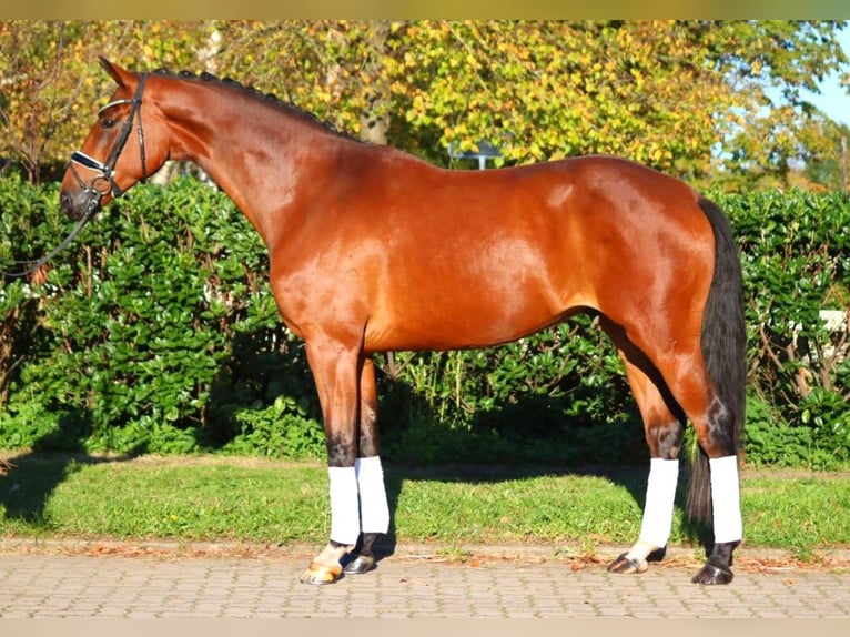 Hanoverian Gelding 4 years 16,3 hh Brown in Selsingen