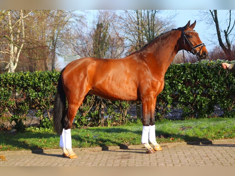 Hanoverian Gelding 4 years 16,3 hh Brown in Selsingen