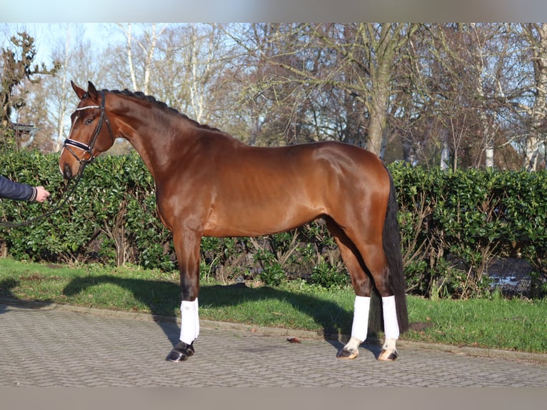 Hanoverian Gelding 4 years 16,3 hh Brown in Selsingen