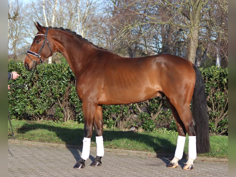 Hanoverian Gelding 4 years 16,3 hh Brown in Selsingen