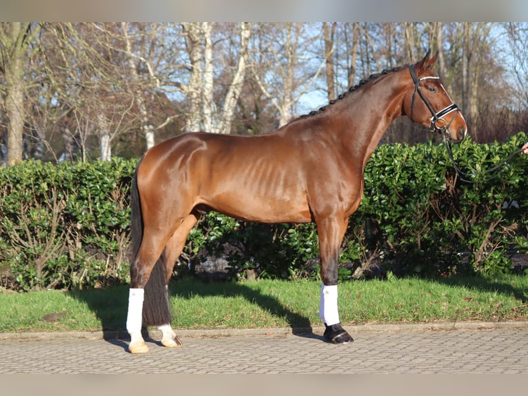 Hanoverian Gelding 4 years 16,3 hh Brown in Selsingen