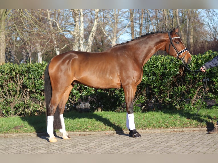 Hanoverian Gelding 4 years 16,3 hh Brown in Selsingen