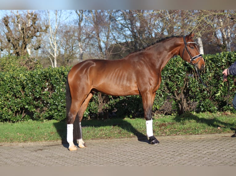 Hanoverian Gelding 4 years 16,3 hh Brown in Selsingen