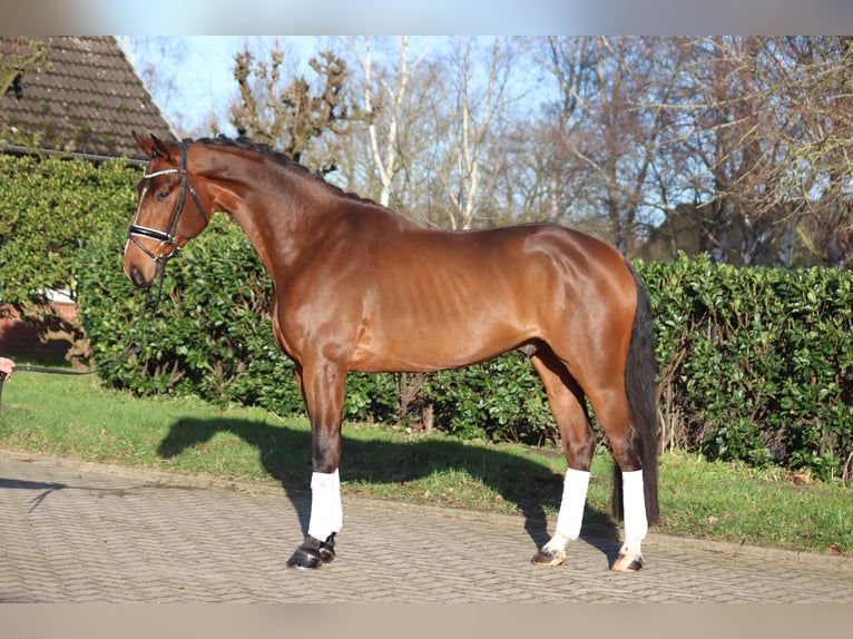 Hanoverian Gelding 4 years 16,3 hh Brown in Selsingen