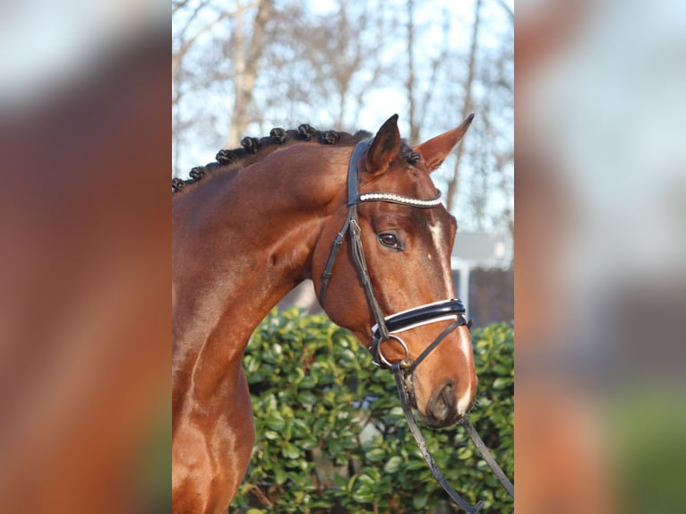 Hanoverian Gelding 4 years 16,3 hh Brown in Selsingen