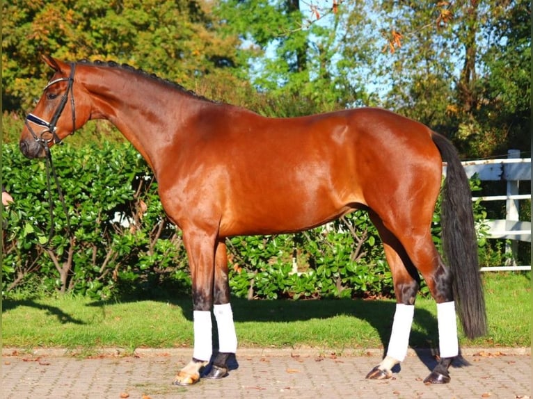 Hanoverian Gelding 4 years 16,3 hh Brown in Selsingen