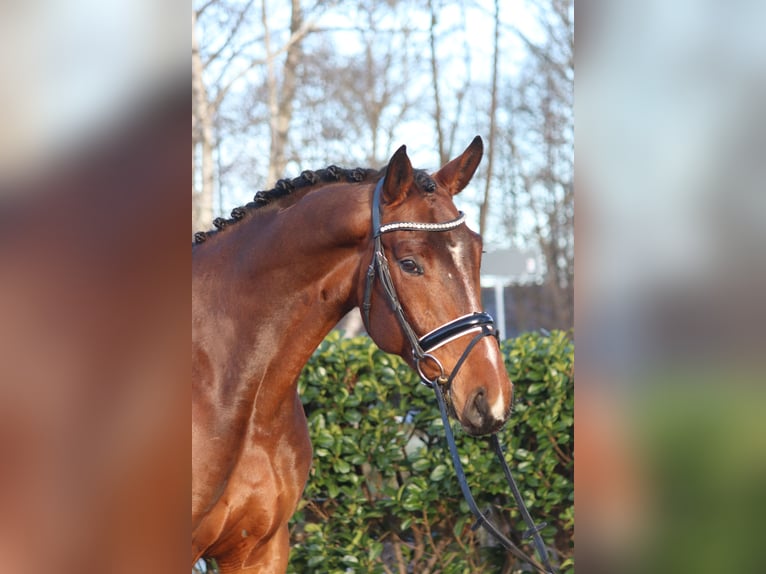 Hanoverian Gelding 4 years 16,3 hh Brown in Selsingen