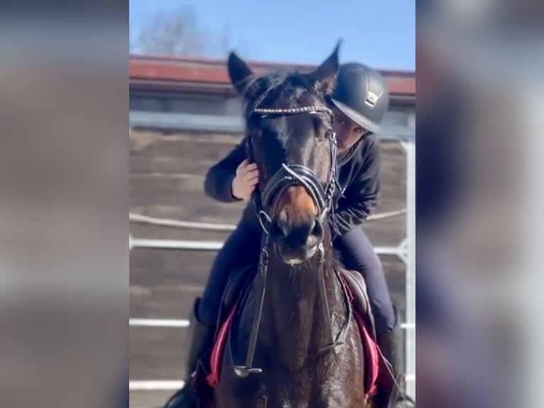 Hanoverian Gelding 4 years 16.3 hh Brown in Dransfeld