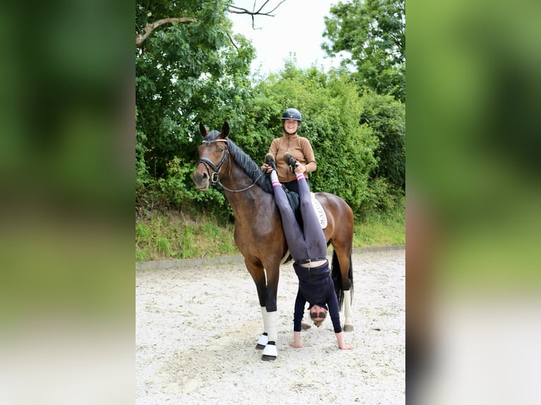Hanoverian Gelding 4 years 16.3 hh Brown in Fürstenau