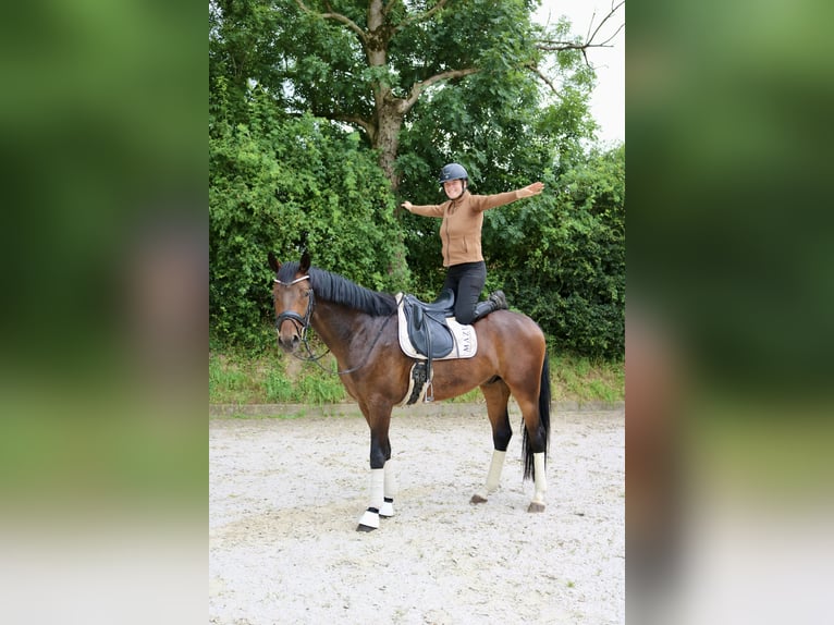 Hanoverian Gelding 4 years 16.3 hh Brown in Fürstenau