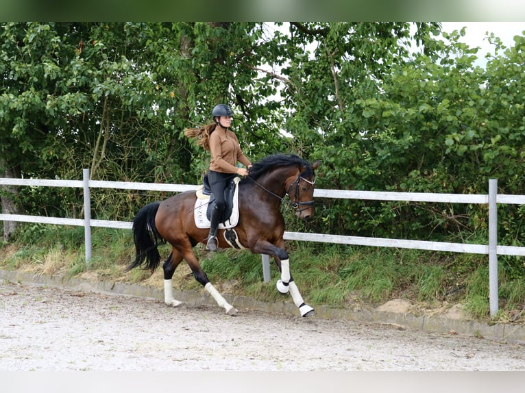 Hanoverian Gelding 4 years 16.3 hh Brown in Fürstenau
