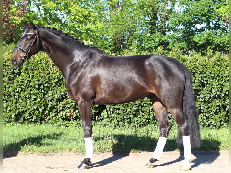 Hanoverian Gelding 4 years 16.3 hh Brown in Selsingen