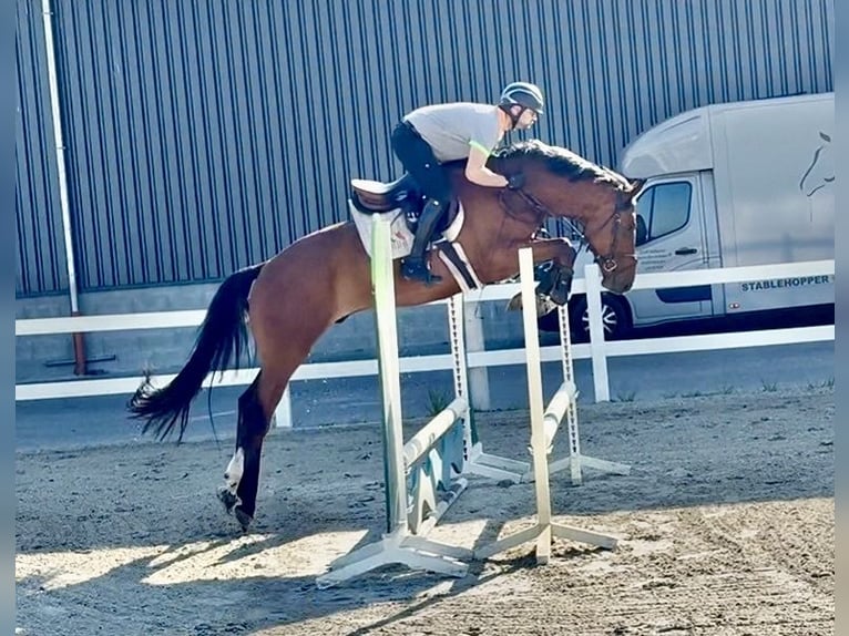 Hanoverian Gelding 4 years 16.3 hh Brown in Vechta