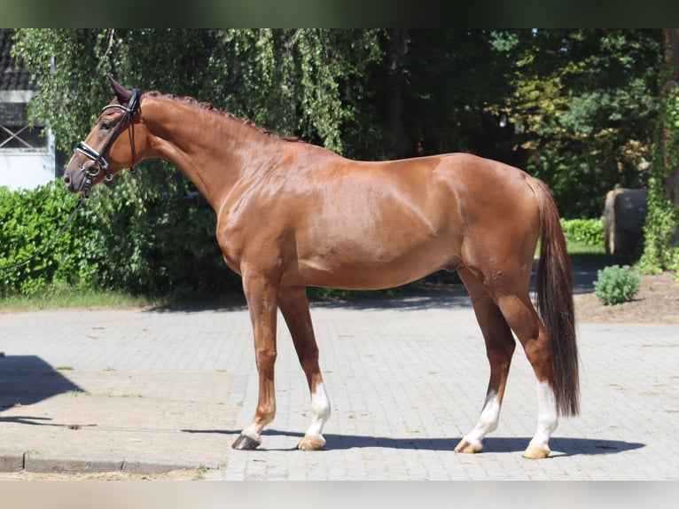 Hanoverian Gelding 4 years 16,3 hh Chestnut in Ree&#xDF;um