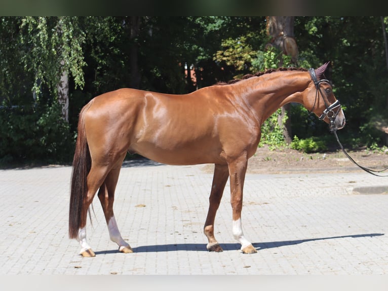Hanoverian Gelding 4 years 16,3 hh Chestnut in Ree&#xDF;um
