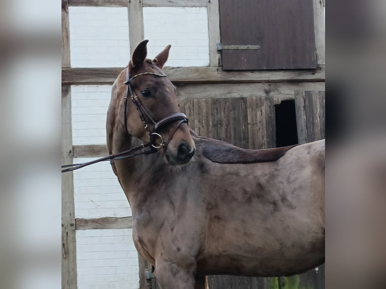 Hanoverian Gelding 4 years 16,3 hh Chestnut-Red in Barenburg