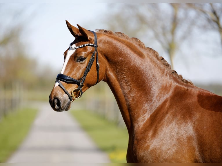 Hanoverian Gelding 4 years 16.3 hh Chestnut-Red in Diepholz
