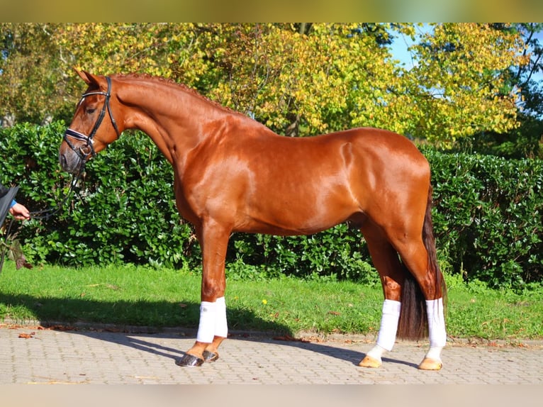 Hanoverian Gelding 4 years 16,3 hh Chestnut-Red in Selsingen