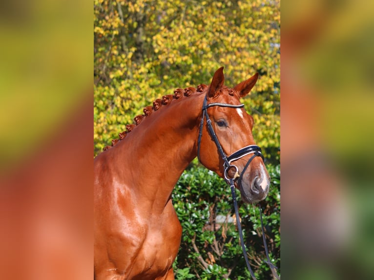 Hanoverian Gelding 4 years 16,3 hh Chestnut-Red in Selsingen