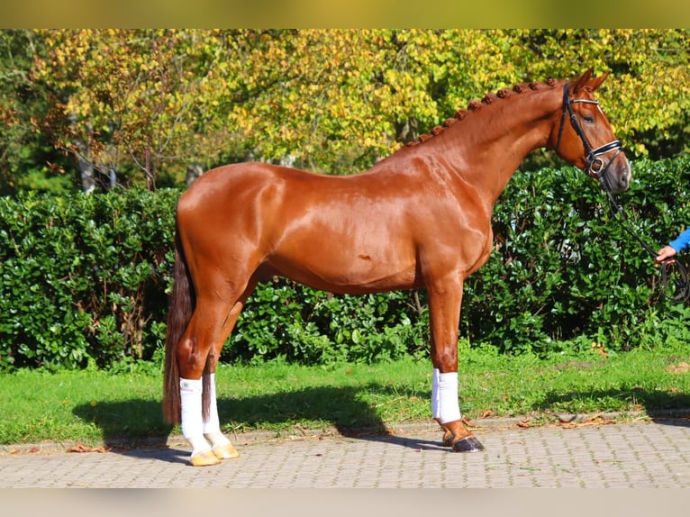 Hanoverian Gelding 4 years 16,3 hh Chestnut-Red in Selsingen