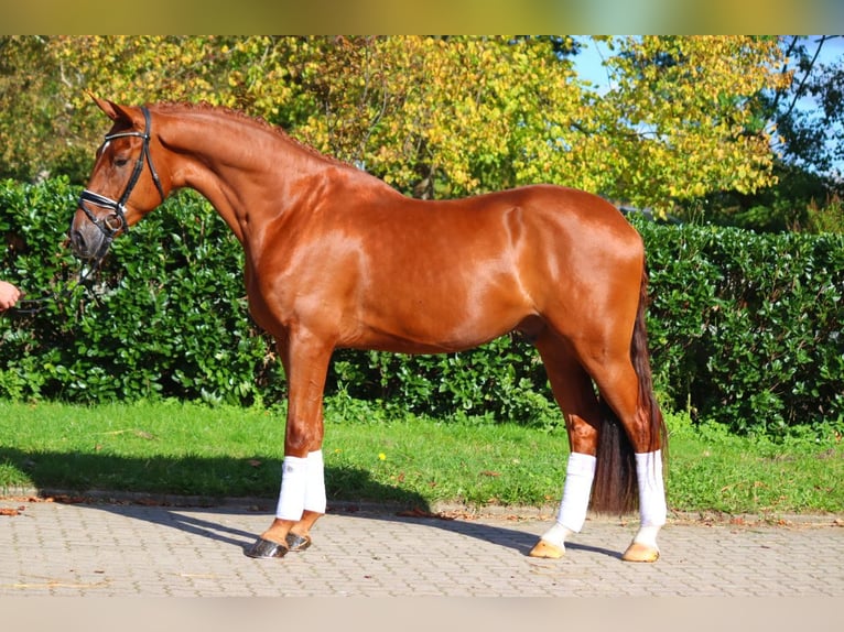 Hanoverian Gelding 4 years 16,3 hh Chestnut-Red in Selsingen