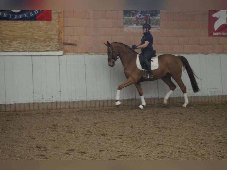 Hanoverian Gelding 4 years 16.3 hh Chestnut-Red in Visbek
