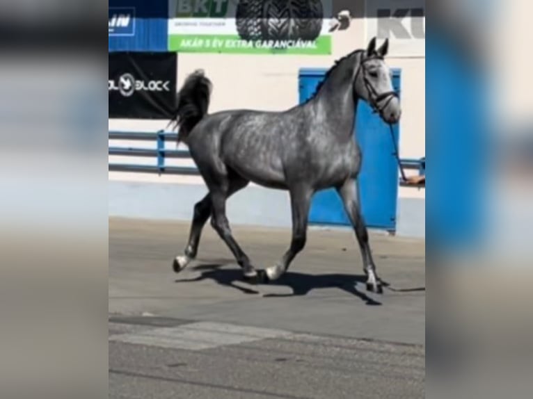 Hanoverian Gelding 4 years 16,3 hh Gray in Lublin