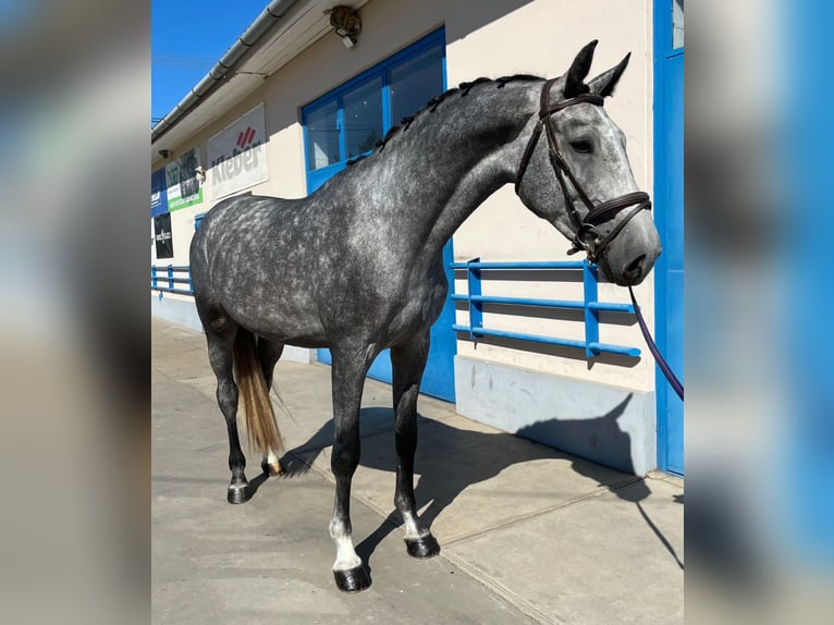 Hanoverian Gelding 4 years 16,3 hh Gray in Lublin