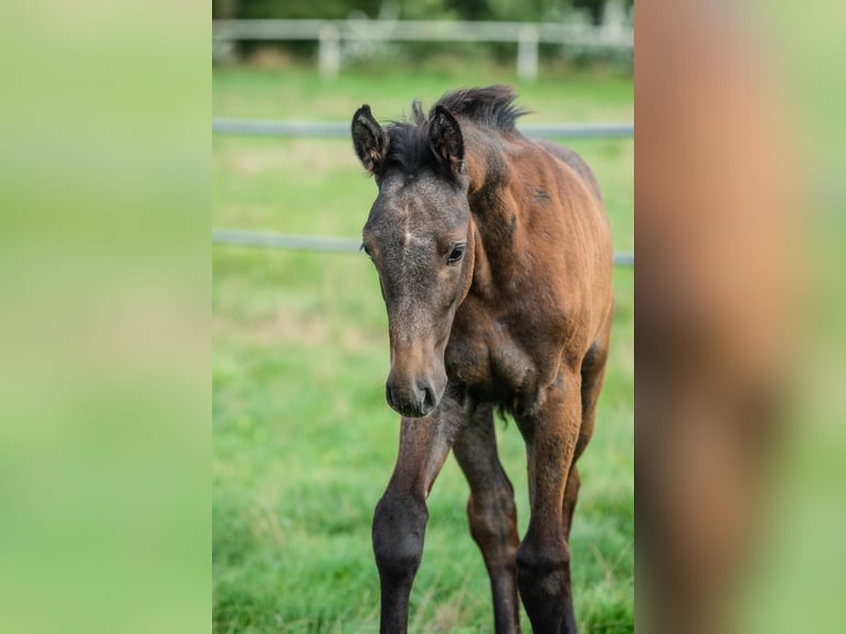 Hanoverian Gelding 4 years 16.3 hh Grey in Duszniki