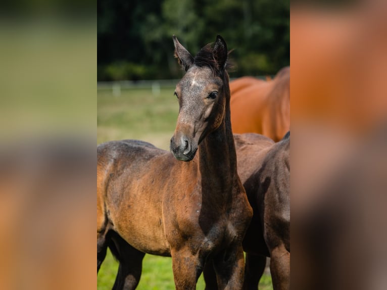 Hanoverian Gelding 4 years 16.3 hh Grey in Duszniki