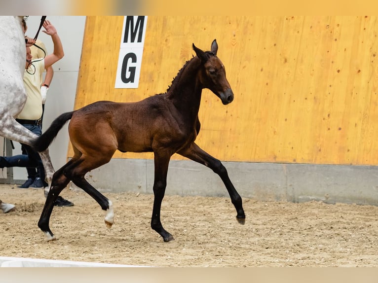 Hanoverian Gelding 4 years 16.3 hh Grey in Duszniki