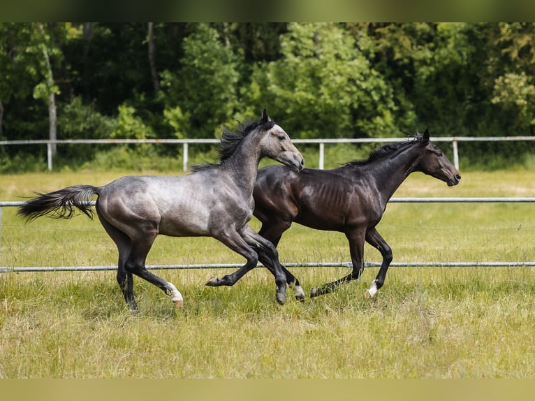 Hanoverian Gelding 4 years 16.3 hh Grey in Duszniki