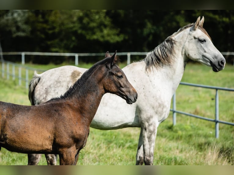 Hanoverian Gelding 4 years 16.3 hh Grey in Duszniki