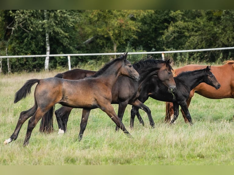Hanoverian Gelding 4 years 16.3 hh Grey in Duszniki
