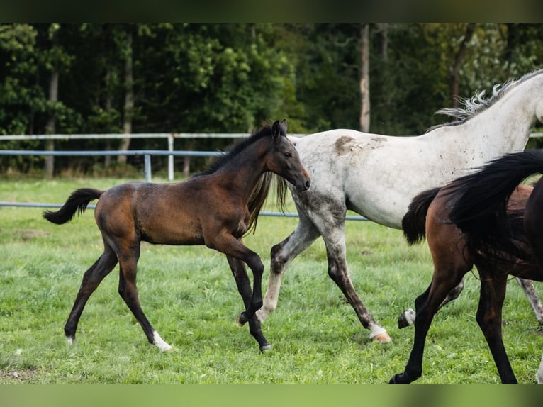 Hanoverian Gelding 4 years 16.3 hh Grey in Duszniki