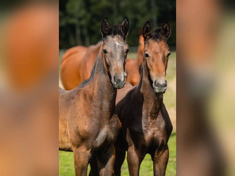 Hanoverian Gelding 4 years 16.3 hh Grey in Duszniki