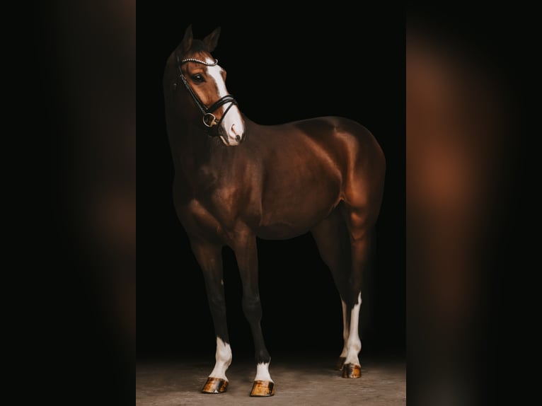 Hanoverian Gelding 4 years 16 hh Bay-Dark in Bad Homburg vor der Höhe